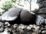 stevenantalics_aminals_045