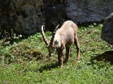 Sixt_Ibex_000