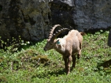 Sixt_Ibex_001