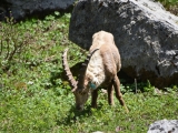 Sixt_Ibex_002