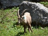 Sixt_Ibex_003