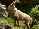 Sixt_Ibex_005