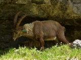 Sixt_Ibex_006