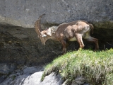 Sixt_Ibex_007