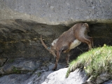 Sixt_Ibex_008