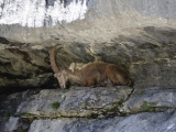 Sixt_Ibex_011