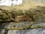 Sixt_Ibex_015