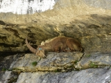 Sixt_Ibex_016