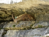 Sixt_Ibex_017