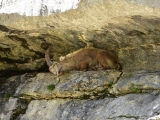 Sixt_Ibex_018