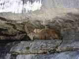 Sixt_Ibex_021