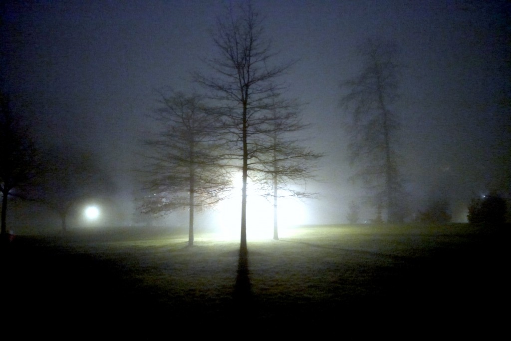 stevenantalics_fogtreelight